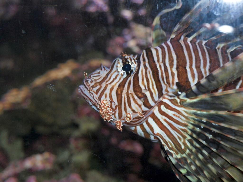 PB128747